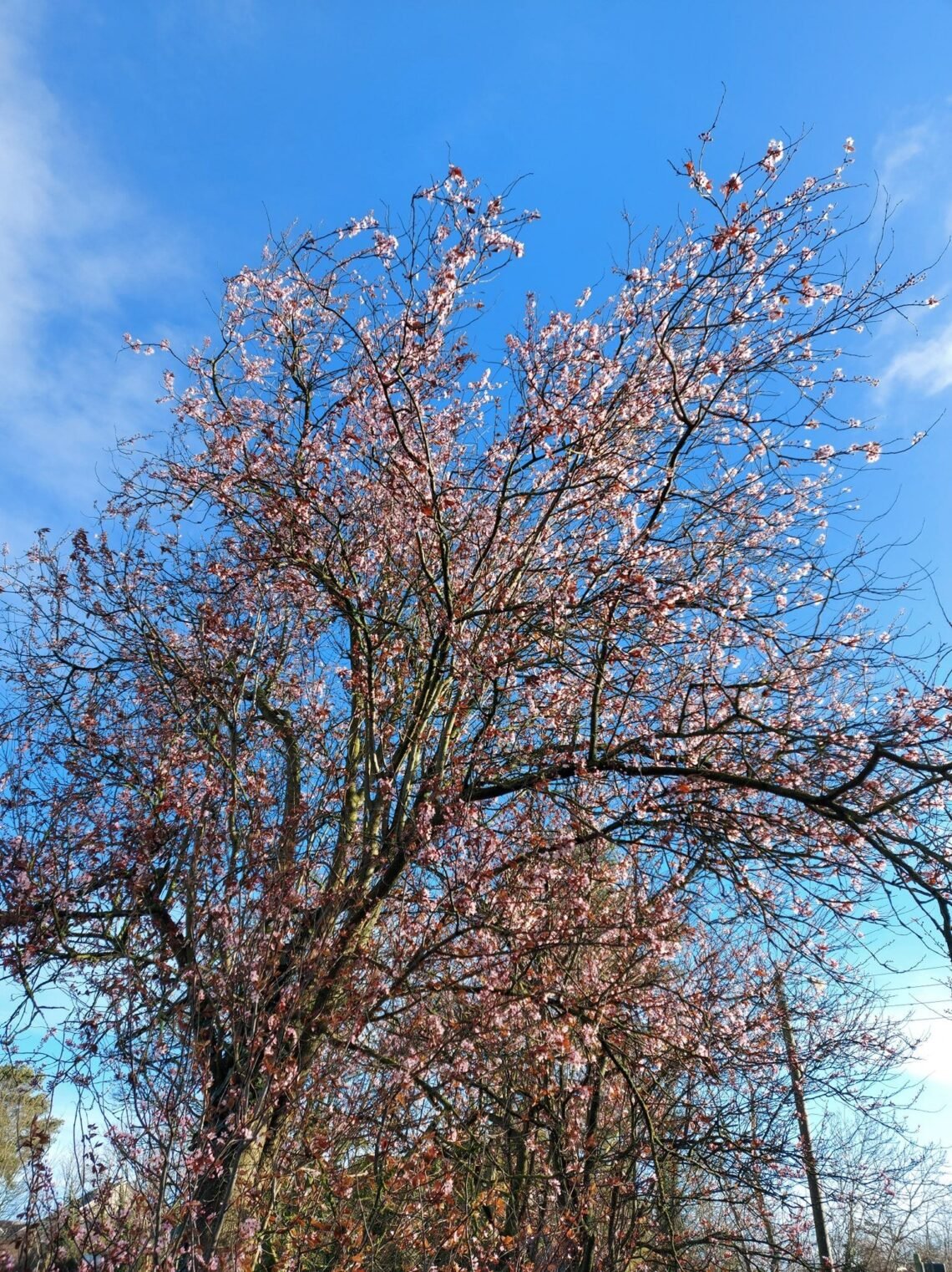 Spring in Ireland