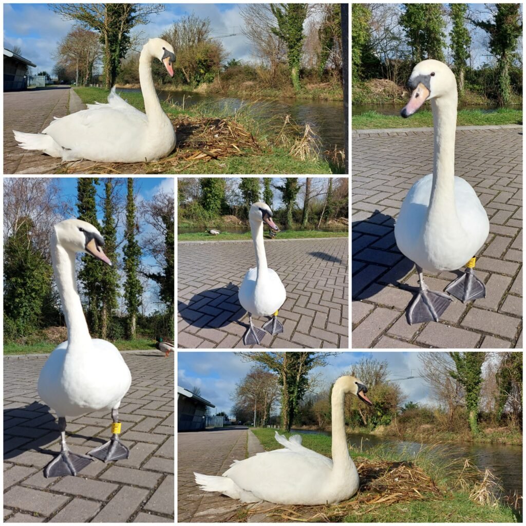 Castleknock 天鵝 Swan in Castleknock Castleknock 天鵝
Swan in Castleknock