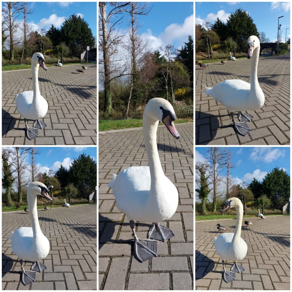 Castleknock 天鵝 Swan in Castleknock Castleknock 天鵝
Swan in Castleknock