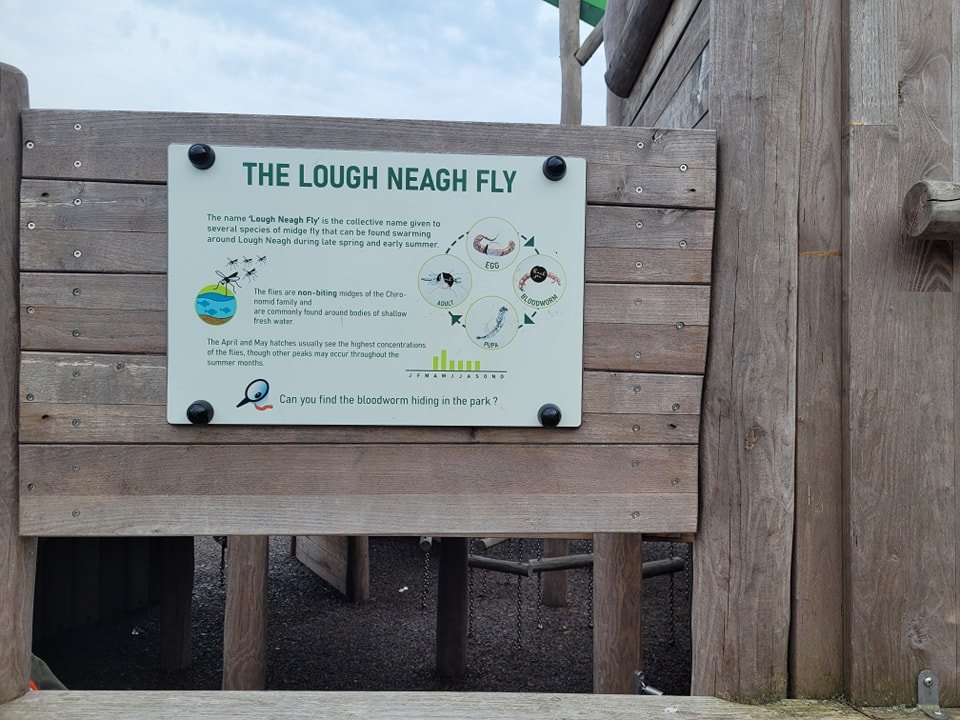 The Lough Neagh Fly