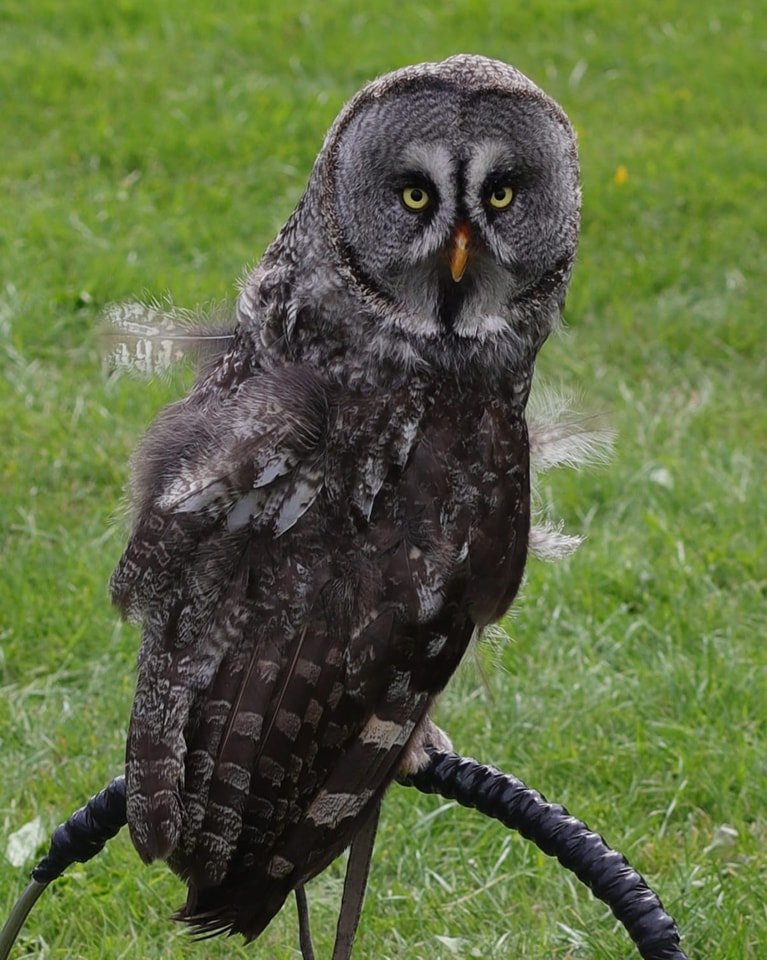 Owl Flavours Of Fingal County Show 2023