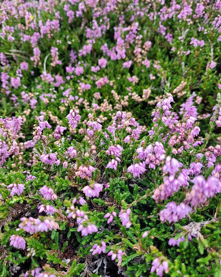 整個山頭都是這種紫色花花 Sliabh Liag Cliff, Donegal