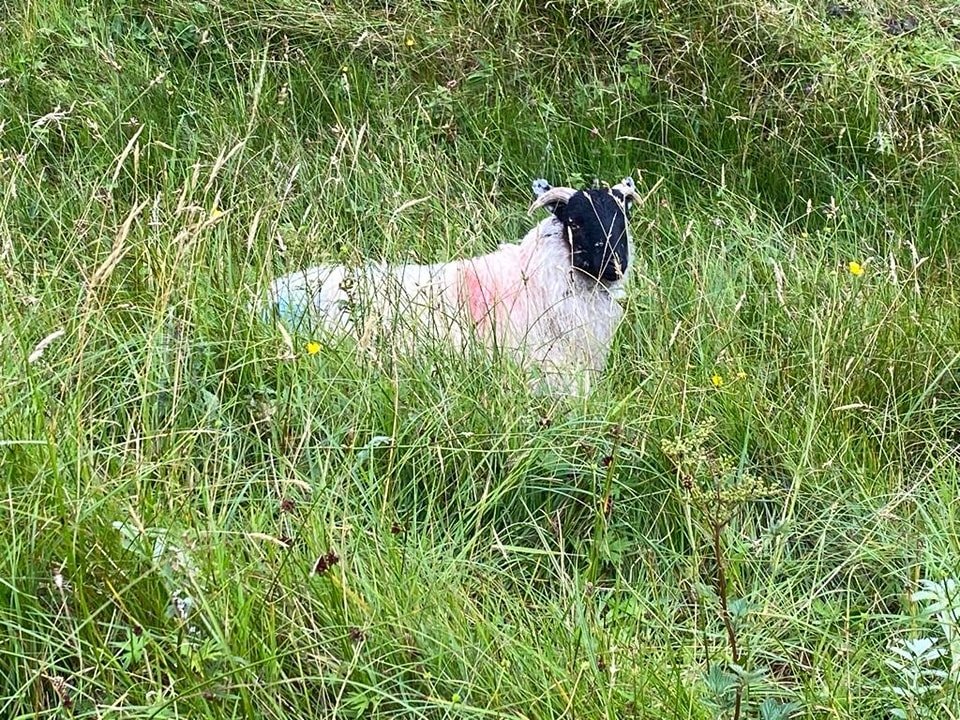 一路上都有很多黑面羊 (Blackface Sheep) 
Sliabh Liag Cliff, Donegal